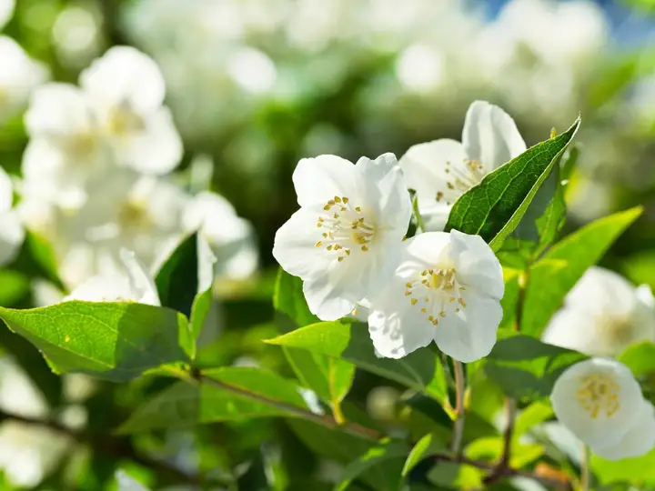 ESENCE DE JASMIN