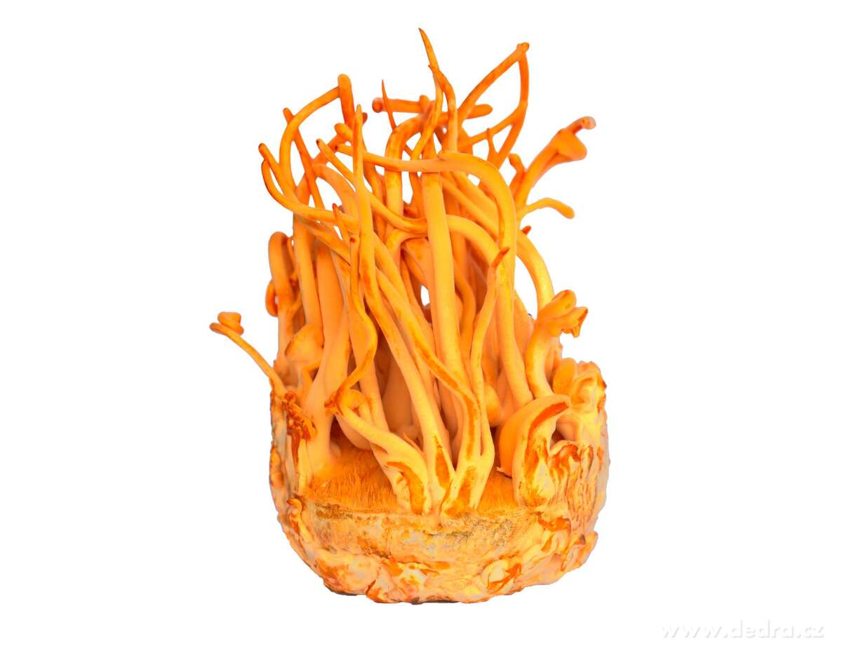 Dedra CORDYCEPS 490 mg, doplněk stravy 90 kasplí