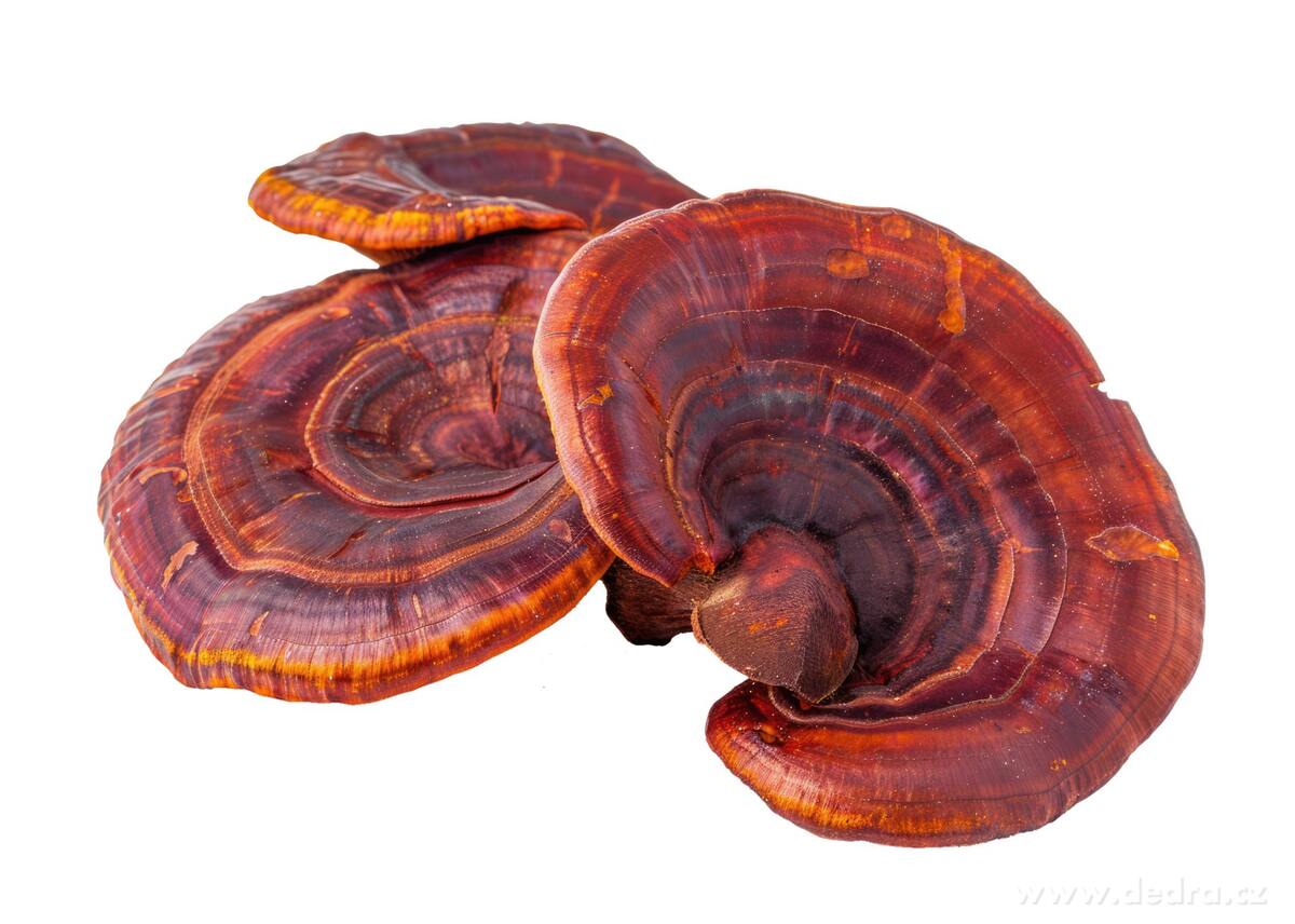 Dedra  REISHI 500 mg, doplněk stravy 90 kapslí